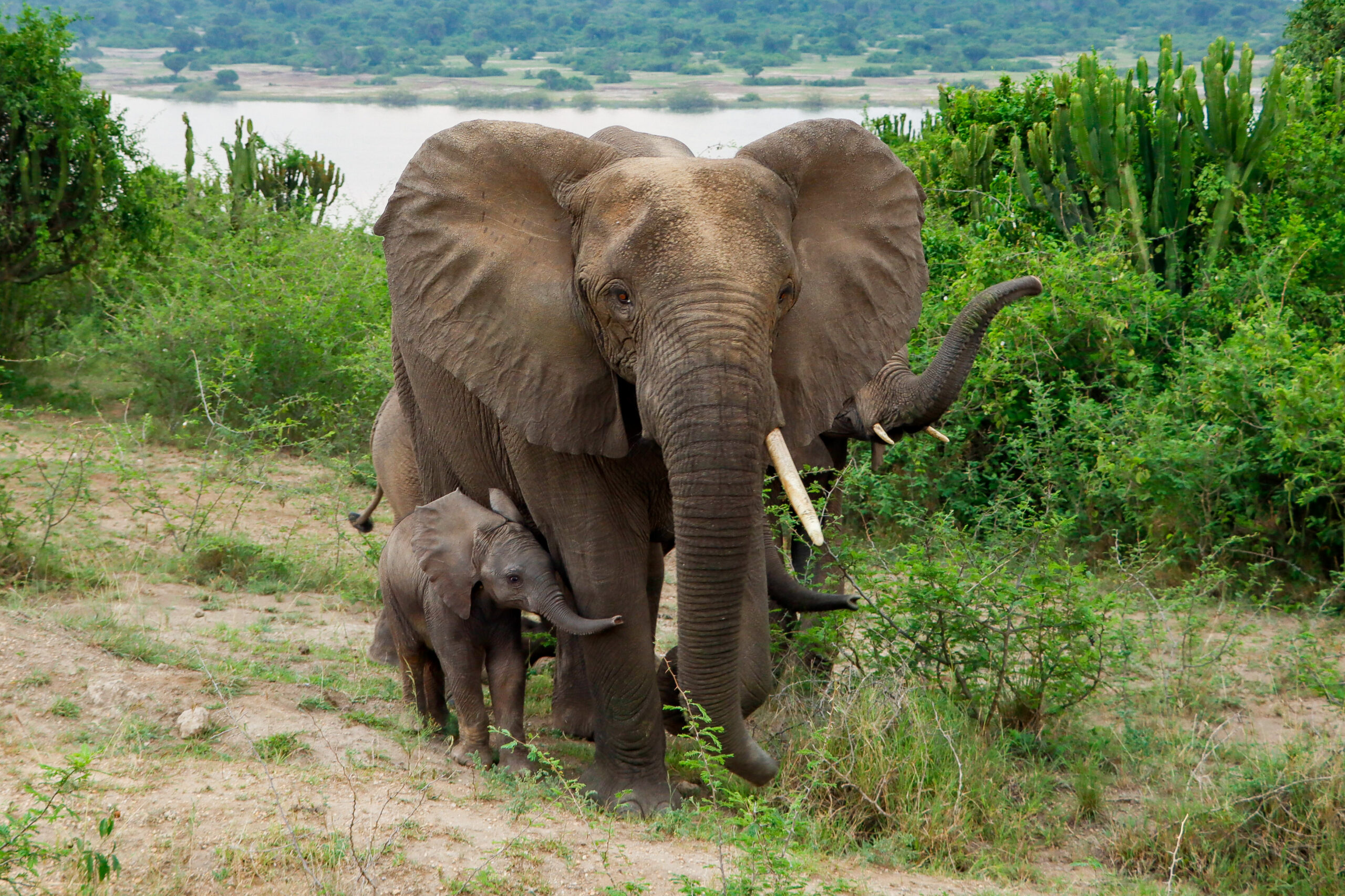 Rhino Watch Safari Mara Big Five